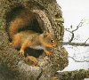 Illustration works collection-Squirrel1