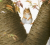 Illustration works collection-Squirrel2