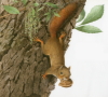 Illustration works collection-Squirrel4